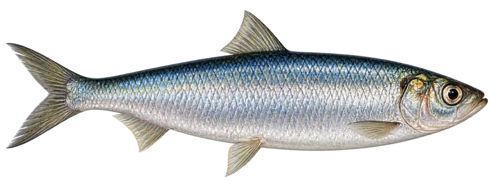 Hering in Seitenansicht als Köderfisch für das Meeresangeln