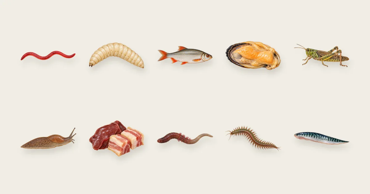 Tafel mit Köder-Illustrationen: Tierische Naturköder