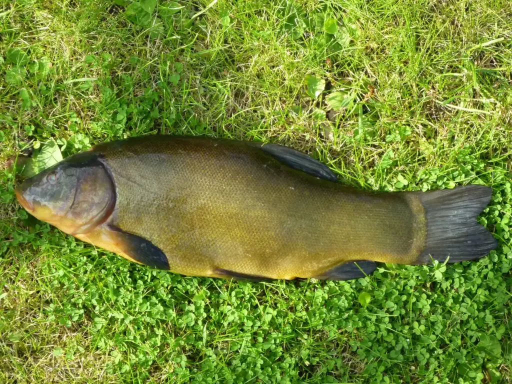 Schleie liegt seitlich auf einer Wiese: olivgrüner Körper mit sehr kleinen Schuppen, rötliche Iris, runde dunkle Flossen und gerade abschließende Schwanzflosse